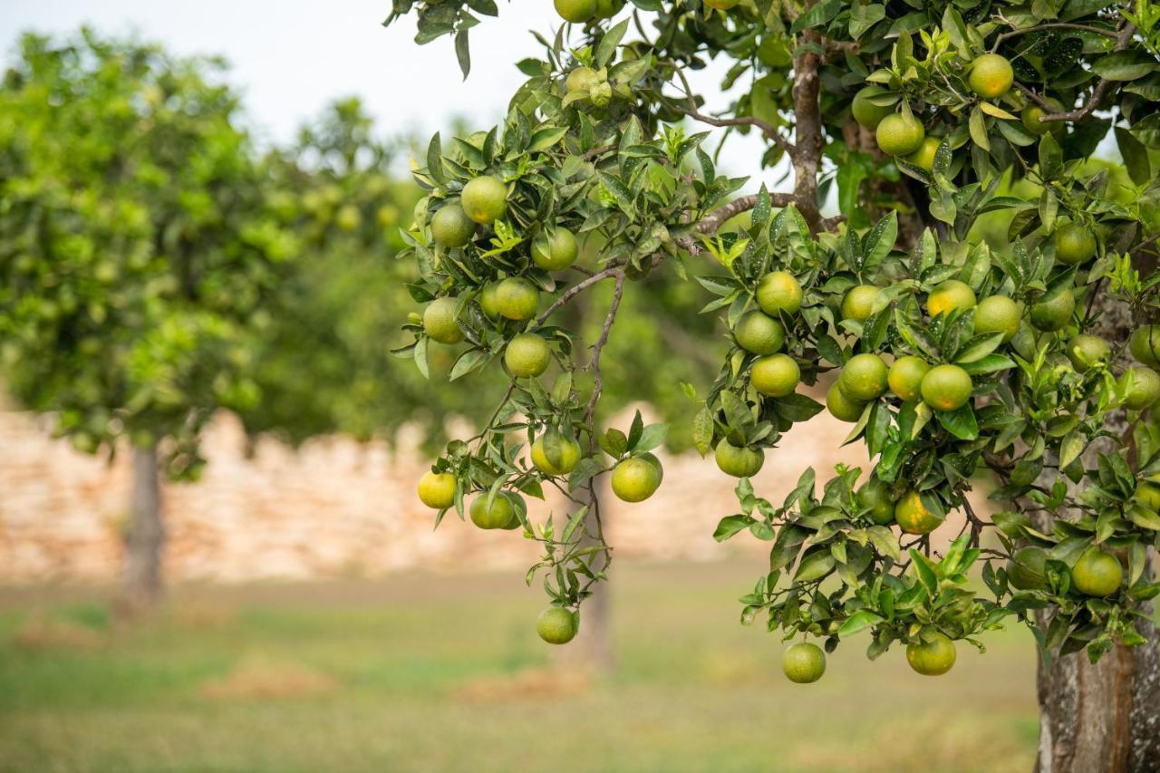 Agroturismo Safragell Ibiza Suites & Spa Sant Llorenc de Balafia Eksteriør bilde